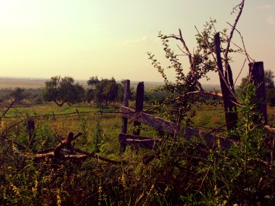 Summer, Hill, Trees