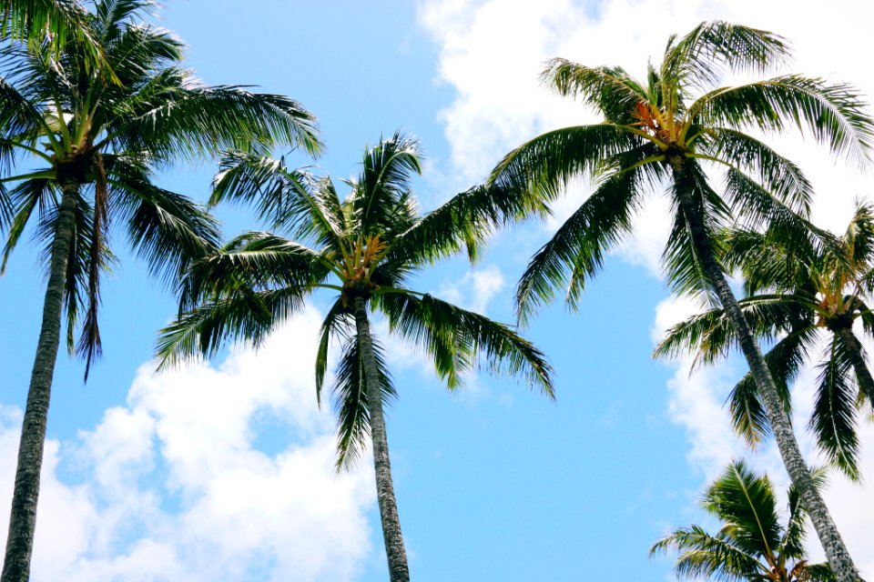 Oahu, United states, Beach