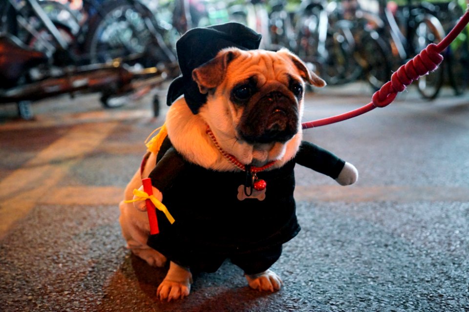 Night, Downtown, Dog