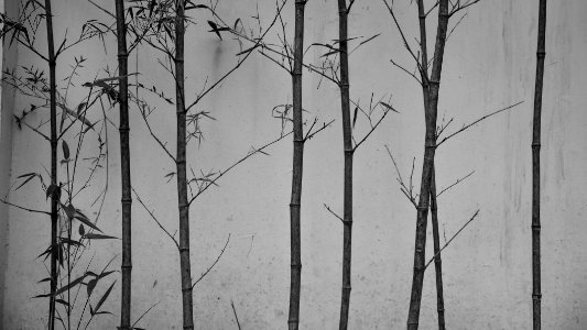 Foshan, China, Bamboo