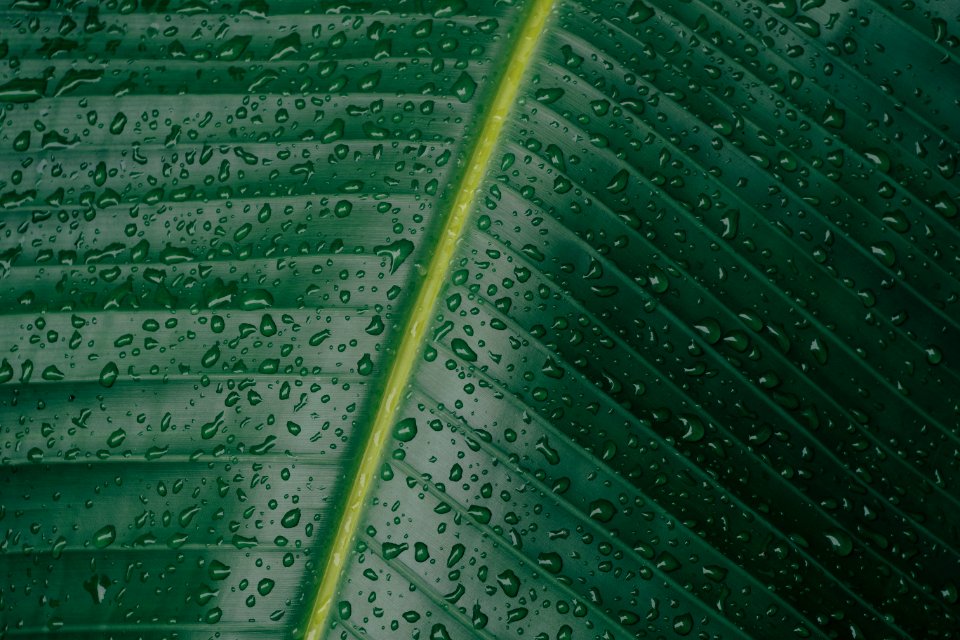 water droplets on banana leaf