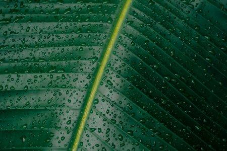 water droplets on banana leaf photo