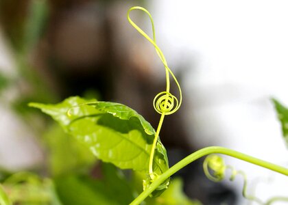 Tendril music plant photo