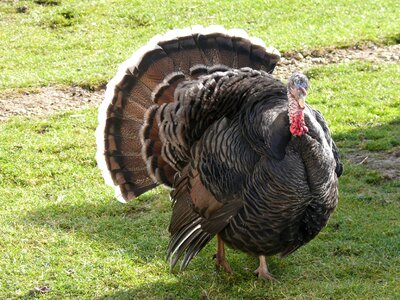 Animal farm poultry