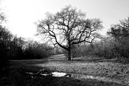 Black  white, Field, Woodl