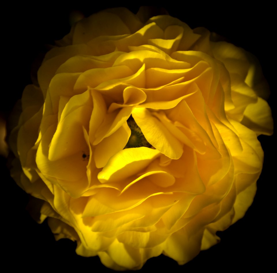 Yellow, Rose, Flower