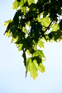 Green, Leaves, Tree