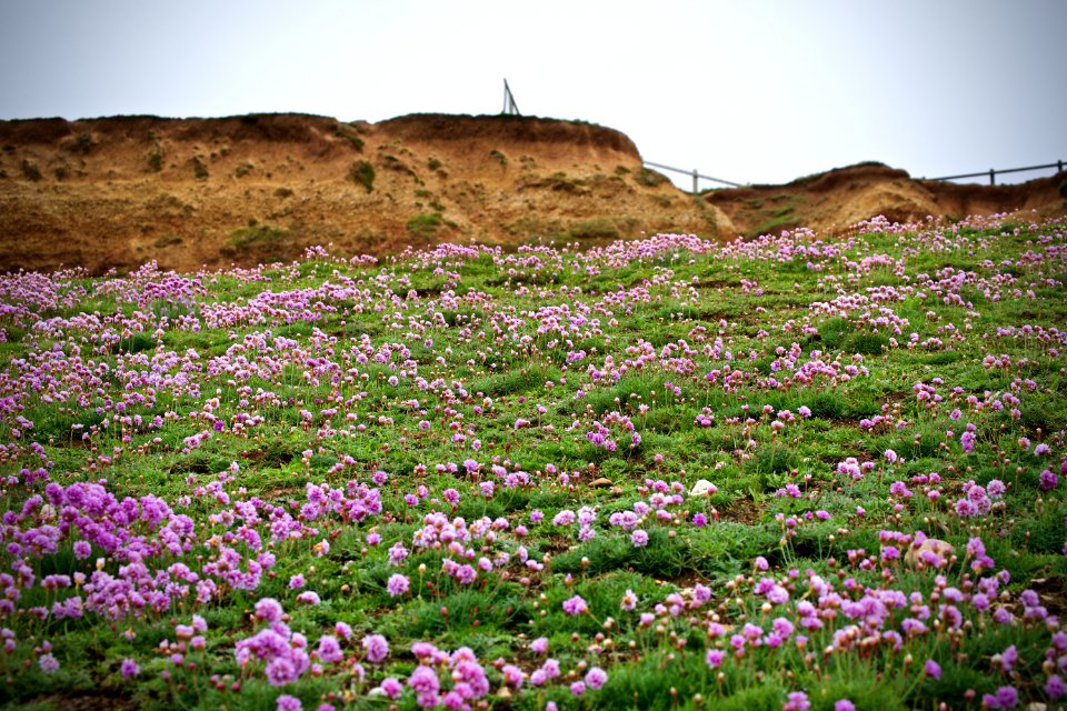 Grass, Cliff, Flowers