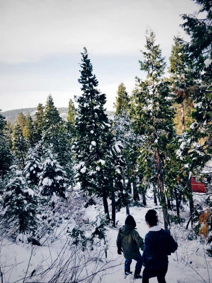 Emigrant gap, United states, Forest