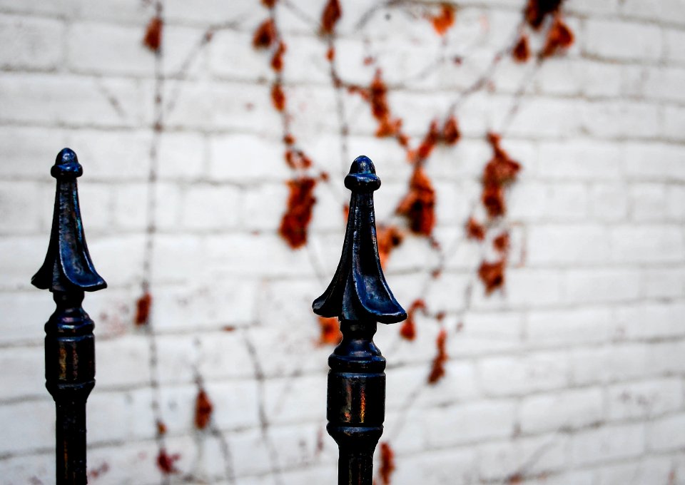 Columbus, United states, Vines