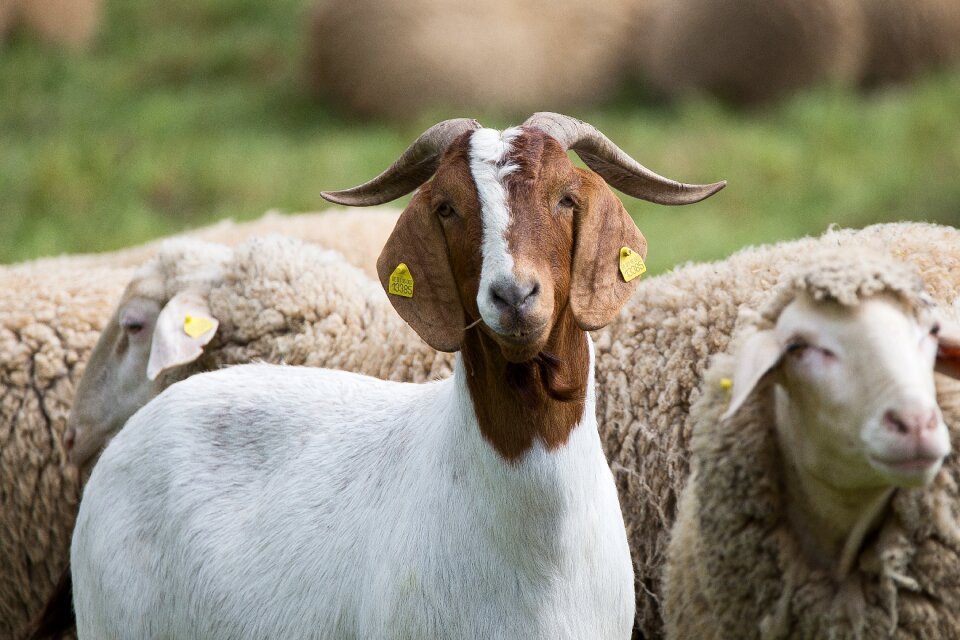 Grass head animal photo