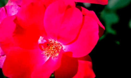 Columbus, United states, Bloom