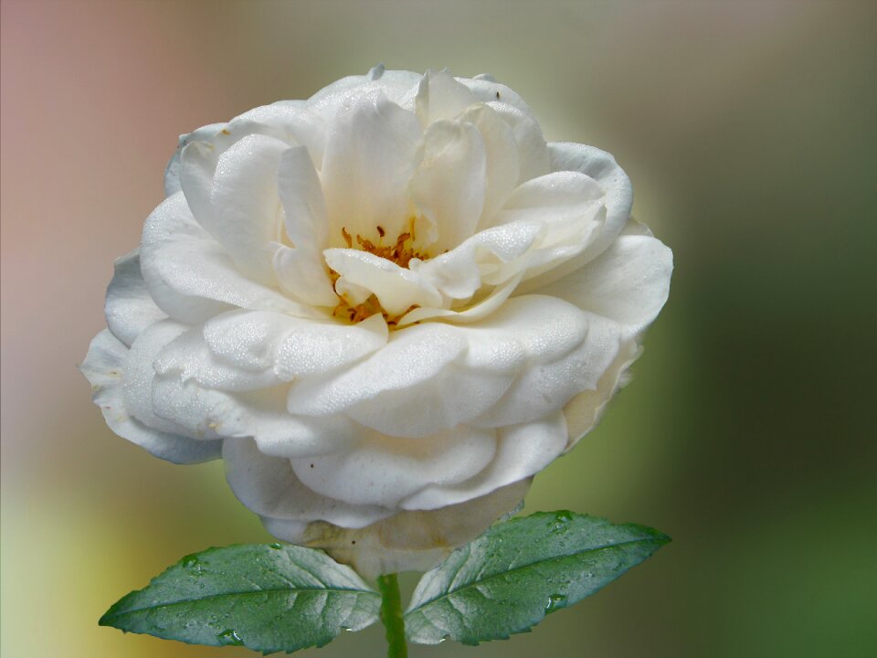 Blossom bloom dewdrop