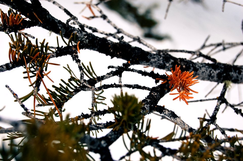 Rocky mountain national park, United states, Snow