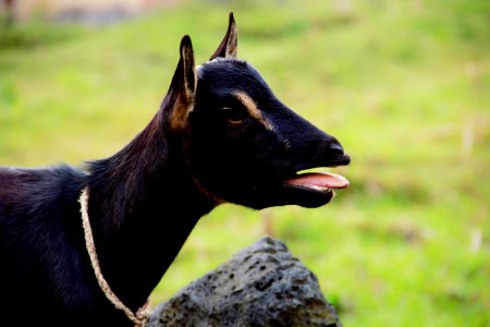 Animal, Goat photo