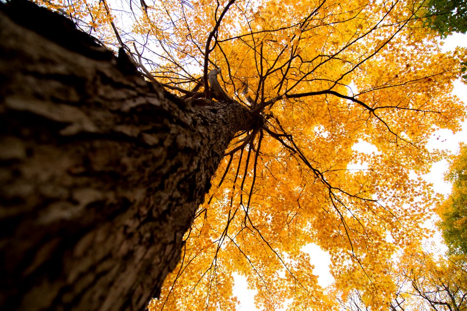 Montreal, Montroyal, Canada