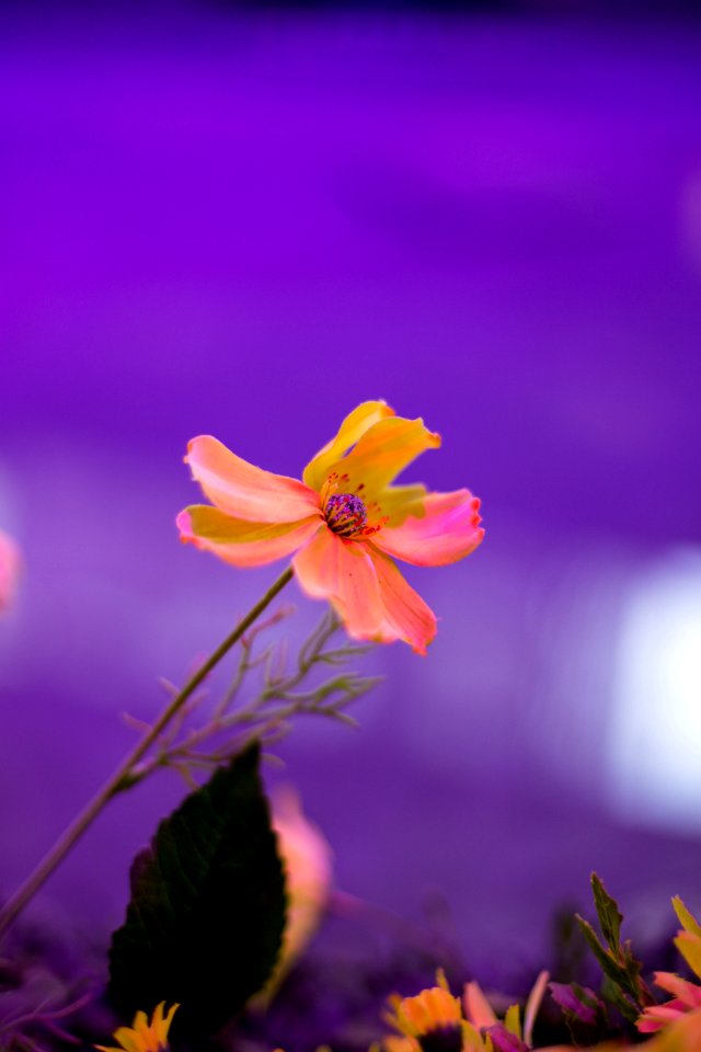 Montreal, Canada, Purple