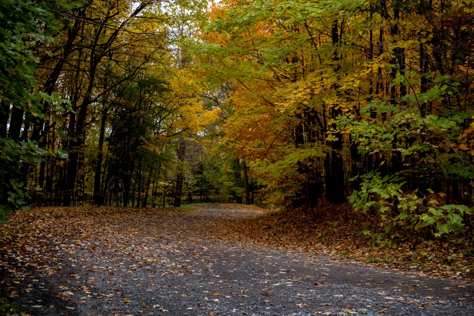 Montreal, Canada, Forest