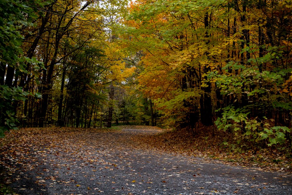 Montreal, Canada, Forest photo