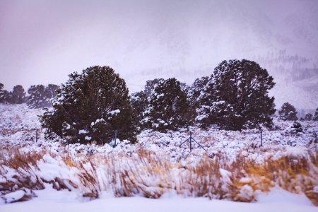 June lake, United states, Winter photo