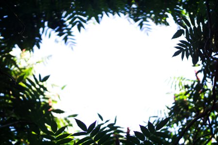 Sony, Bokeh, Trees