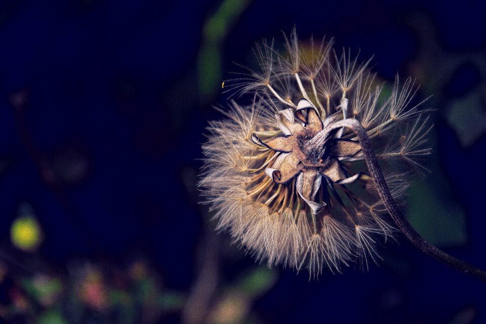 Flora white flower dandelion