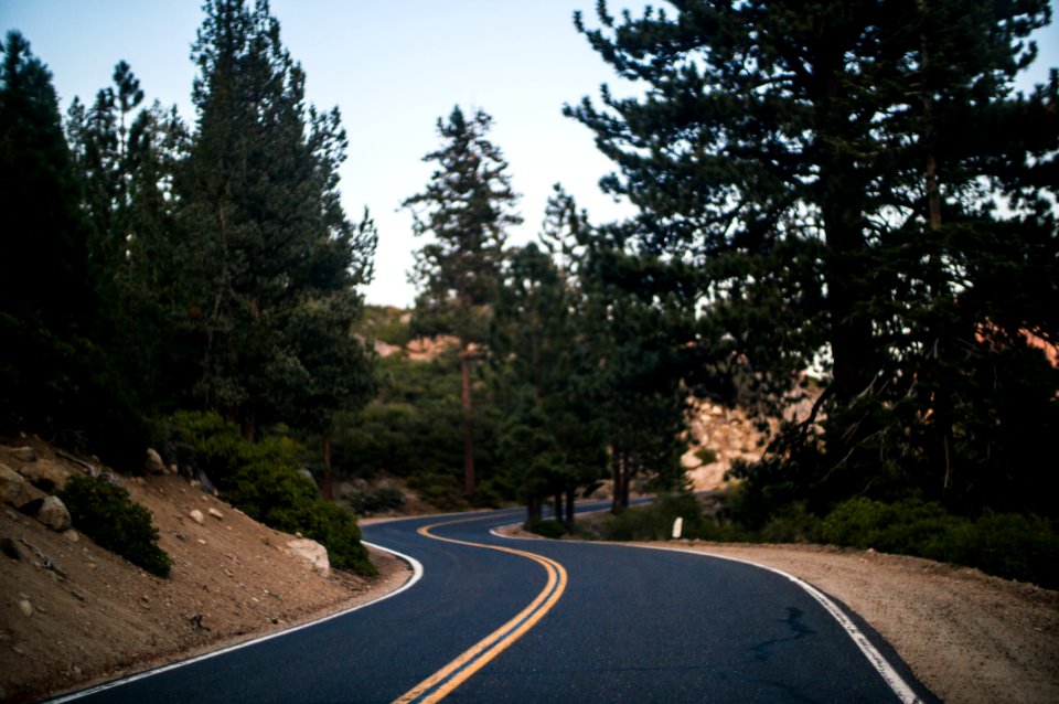 black asphalt road in the middle of trees during daytime