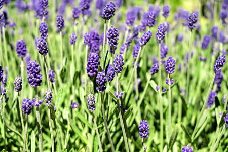 Violet lavender flowers smell