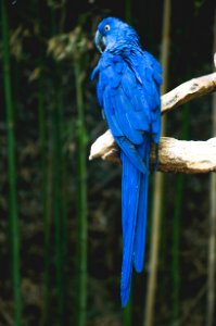 blue bird perch on brown tree photo