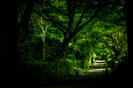 Trees, Temple, Forest