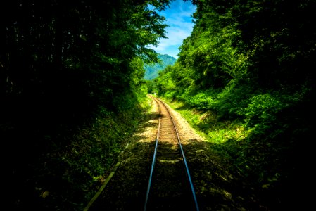 Japan, Gifu prefecture, Forest
