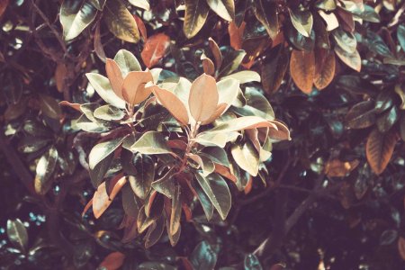 Charleston, United states, Nature