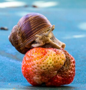 Shell food fruit