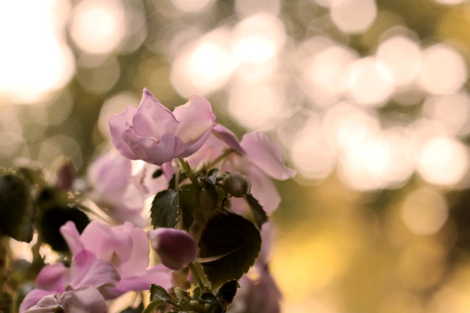 Hilliard, United states, Unfocused photo