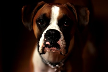 selective focus photo of brown and white puppy photo