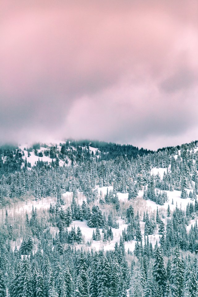 green trees covered by snow under cloudy sky during daytime photo