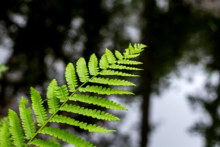 Plant, Green, Hilton head isl