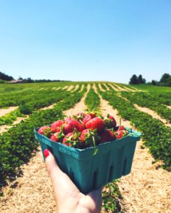 Shoreham, Vermont, United states