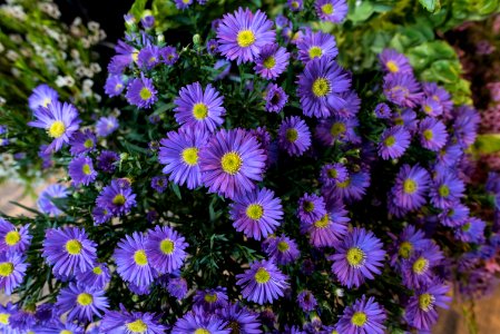 blue-petaled flowers