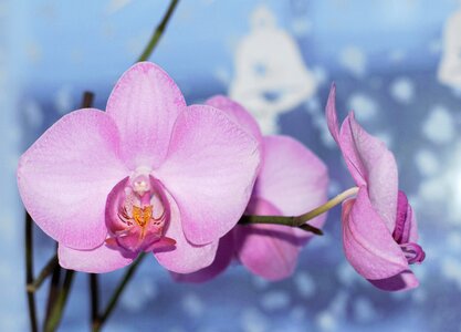 Orchid beautiful flower bloom