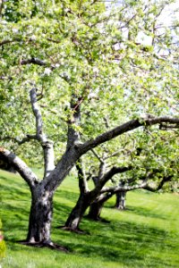 Limerick, United states, Orchard photo