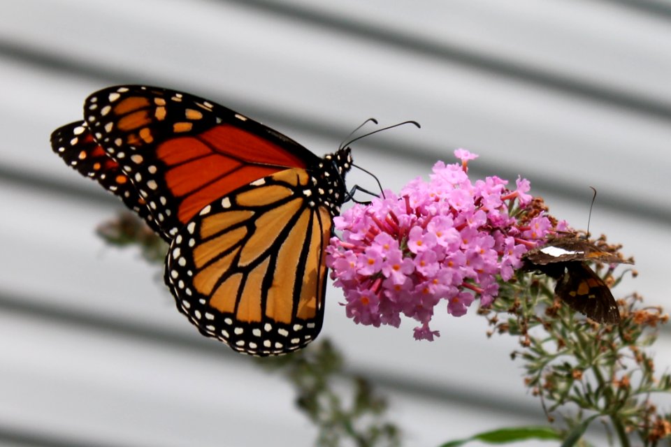 Migration, Fall, Flower