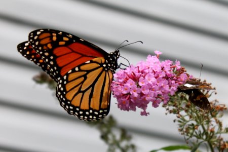 Migration, Fall, Flower