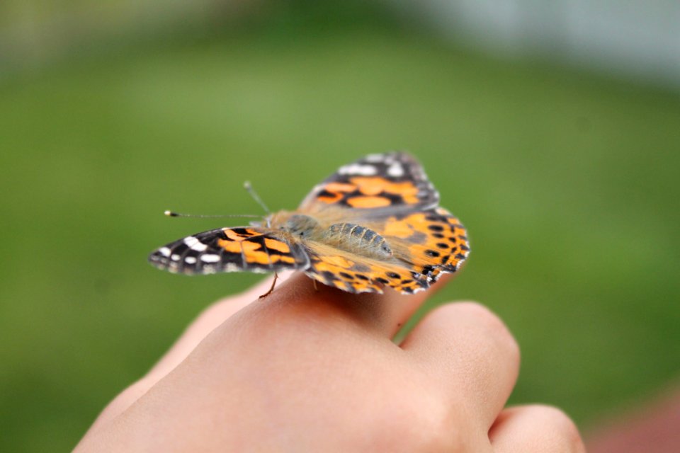 Miracles, New life, Beauty
