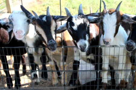 Animals, Farm, Goats photo