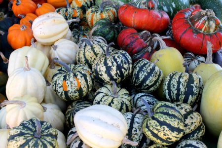 Farm, Harvest, Gourds