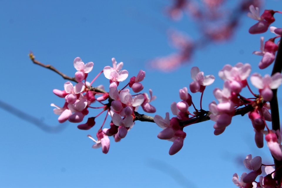 Nature, Spring, Blue sky photo