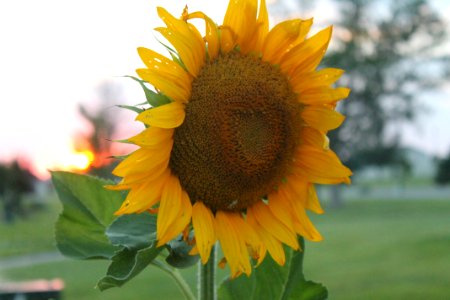 Fall, Nature, Sunset