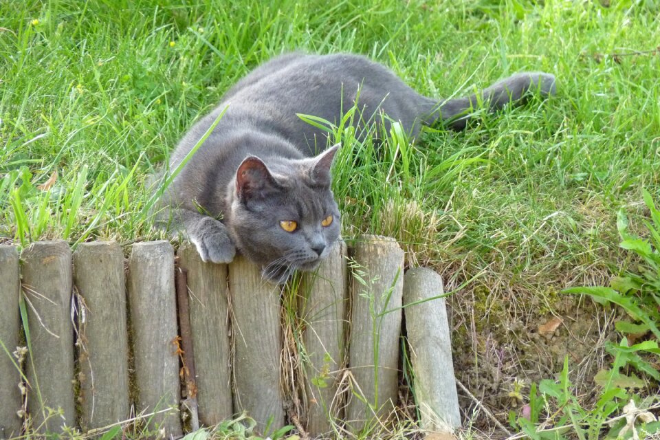 Carthusian pussy blue