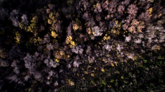 aerial view photography of green and brown trees photo